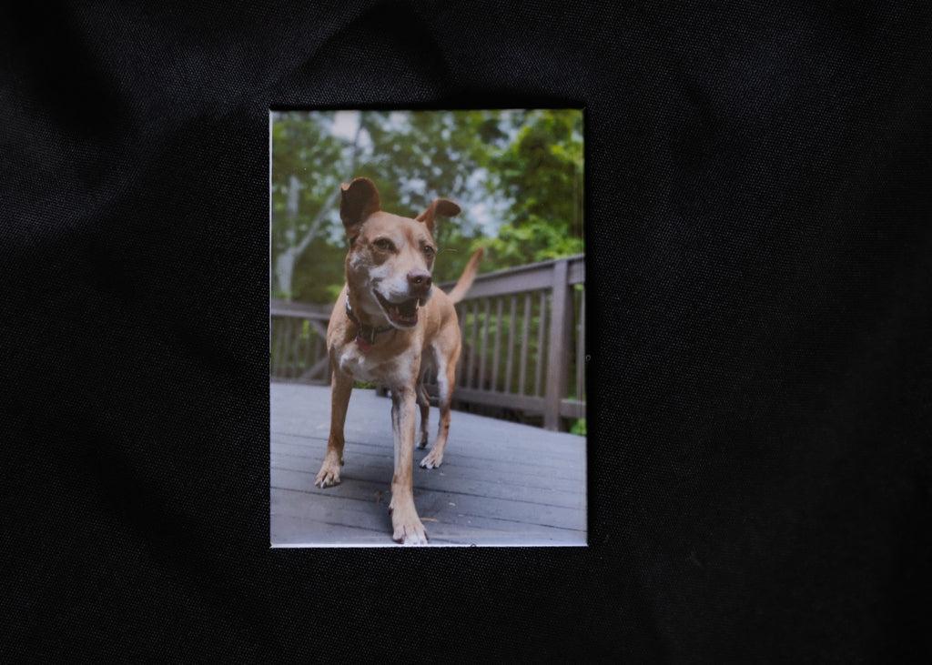 Custom Photo Magnets (2.5"x3.5")