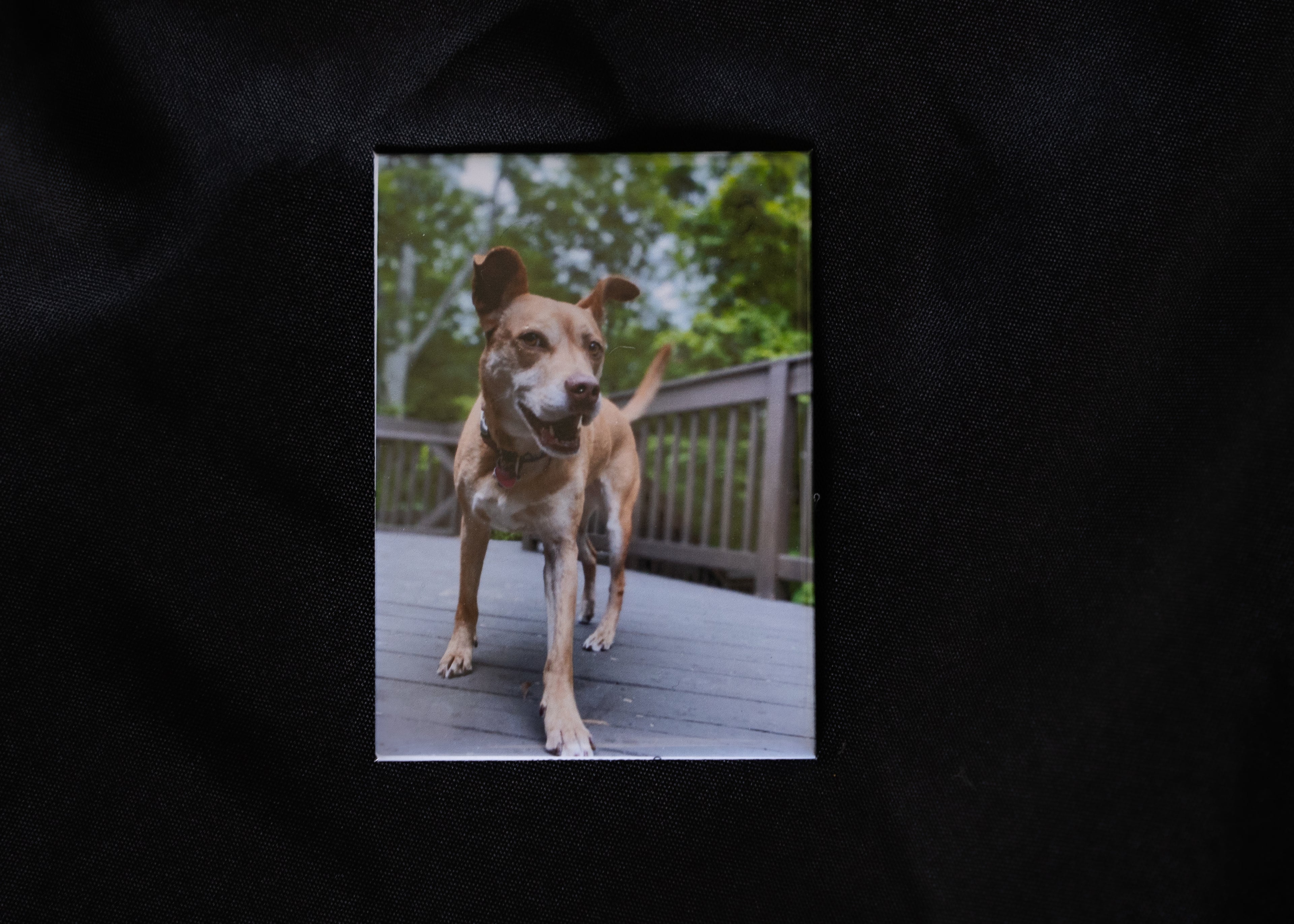 Custom Photo Magnets (2.5"x3.5")